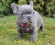 Adorable french bulldog puppies